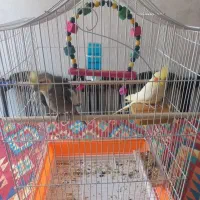 عروس هلندی مولد