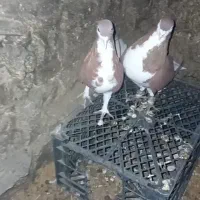 یک جفت امری سرخ