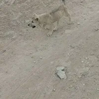 توله ماده اصیل سرابی