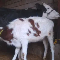 گوساله دورگه