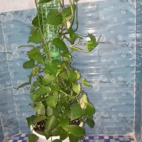 گل وگیاه|گل و گیاه طبیعی|اصفهان, عاشق‌آباد|دیوار