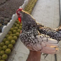 مرغ خروس سبرایت