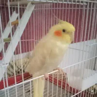 عروس هلندی