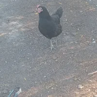 سه عدد مرغ ۸عدد بوقلمون