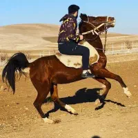 سه عدد مادیان با کره