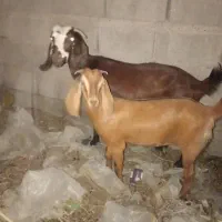 گتاچ