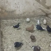 کبوتر|پرنده|الوند, |دیوار