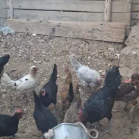 ده‌عددمرغ‌جوان‌تخم‌گذار