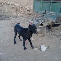 نگهبانی و گله