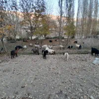 فروش گهر و بز چاق سرحال با قیمت خوب