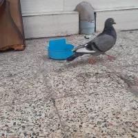 کبوتر|پرنده|اندیمشک, |دیوار