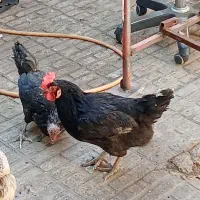 مرغ سیاه جهت قربانی