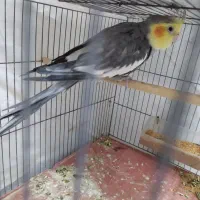 عروس هلندی خاکستری نر|پرنده|خورموج, |دیوار