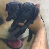 توی پودل مشکی