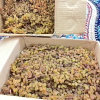 کشمش کیفیت عالی