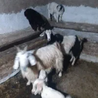 بز جوان و بزغاله