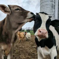 کلینیک دامپزشکی - خدمات دامپزشک سیار|خدمات آرایشگری و زیبایی|مشهد, کوشش|دیوار