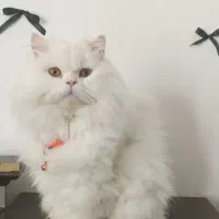 گربه پرشین عروسکی|گربه|ارومیه, |دیوار