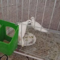 پرنده|پرنده|زهک, |دیوار