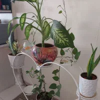 جاگلدونی|گل و گیاه طبیعی|تهران, مسعودیه|دیوار