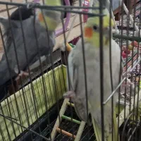 یک جفت عروس هلندی سالم