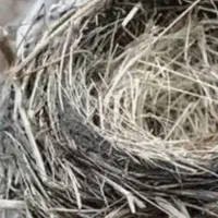 فروش جوجه قناری دهان باز کن اماده دستی کردن