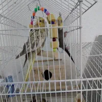 فروش جفت عروس بسیار آنتیک و کشیده|پرنده|رشت, اسماعیل آباد|دیوار