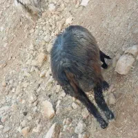 میش بره بیگ|حیوانات مزرعه|ناغان, |دیوار