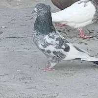 کفتر|پرنده|یاسوج, |دیوار