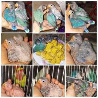 جوجه طوطی کوتوله برزیلی سرلاکی دونه خور
