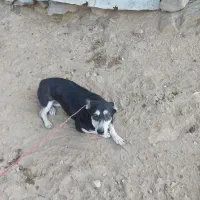 سگ پا کوتاه