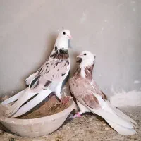 شازده سرور
