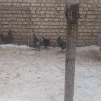 خروس|حیوانات مزرعه|فارسان, |دیوار