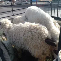 فروش بره قربانی