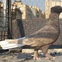 سرخ سرور سیاه سرکه ای دم سفید|پرنده|شیراز, عادل آباد|دیوار