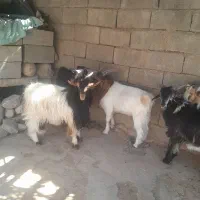 ۵عدد بیگ چاق برا کشت|حیوانات مزرعه|لالی, |دیوار