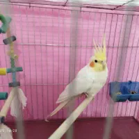 عروس هلندی نر جوان (سربیشه)