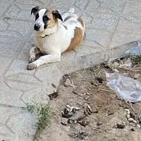 فروش سگ پاکوتاه