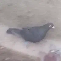 کبوتر گمشده