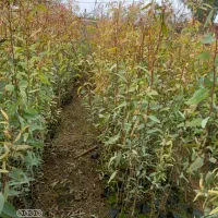 نهال اوکالیپتوس بااصلاح ریشه درخدمتم