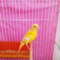 قناری نر|پرنده|چناران, |دیوار