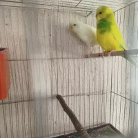 مرغ عشق جفت|پرنده|صوفیان, |دیوار