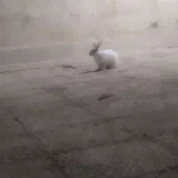 خرگوش چشم قرمز