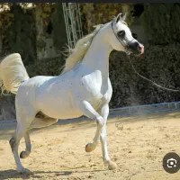 کره نریان دوسر عرب فروش