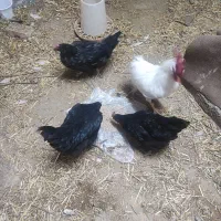 مرغ سیاه