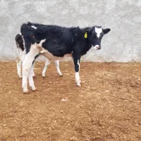 گوساله نر .گاو