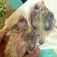 جوجه عروس هلندی سرلاکی|پرنده|پرهسر, |دیوار