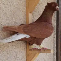 کبوتر کفتر دم سفید