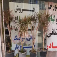 درخچه دراسنا فروش خاص و استثنایی تعویض هم‌داریم