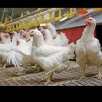 فروش مجوز مرغداری گوشتی با زمین